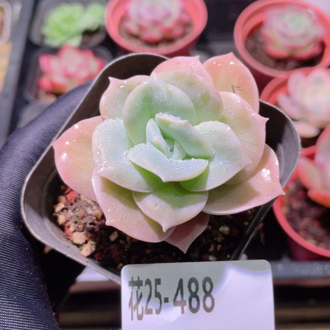 花利美25-488可爱玫瑰