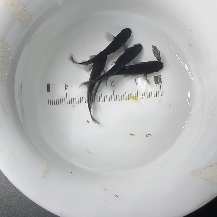 青鳉鱼长鳍大蛇12