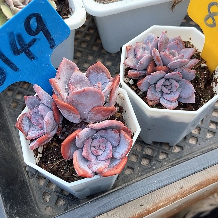 小***️多肉植物红茶865 6149