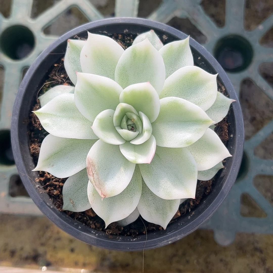 超白麦秆锦 婕宝一物一拍
