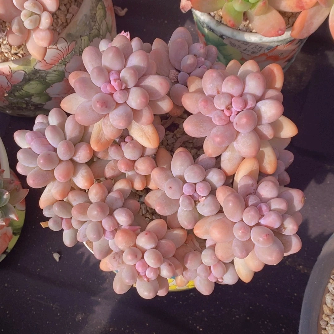 汤圆 一物一拍 多肉