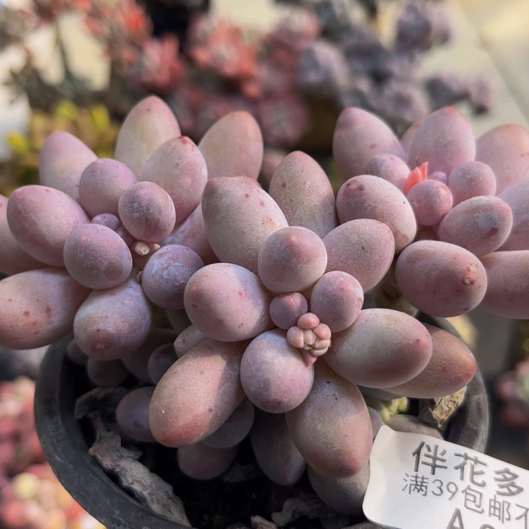 668汤圆奶酪8cm多肉植物