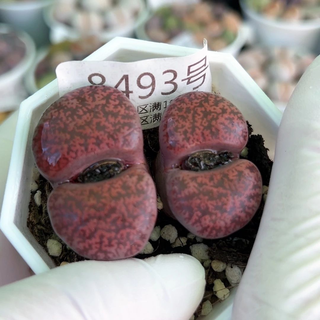 好养易活生石花大母本8493