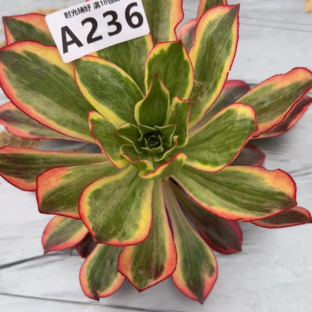 无**君236魅影。多肉植物