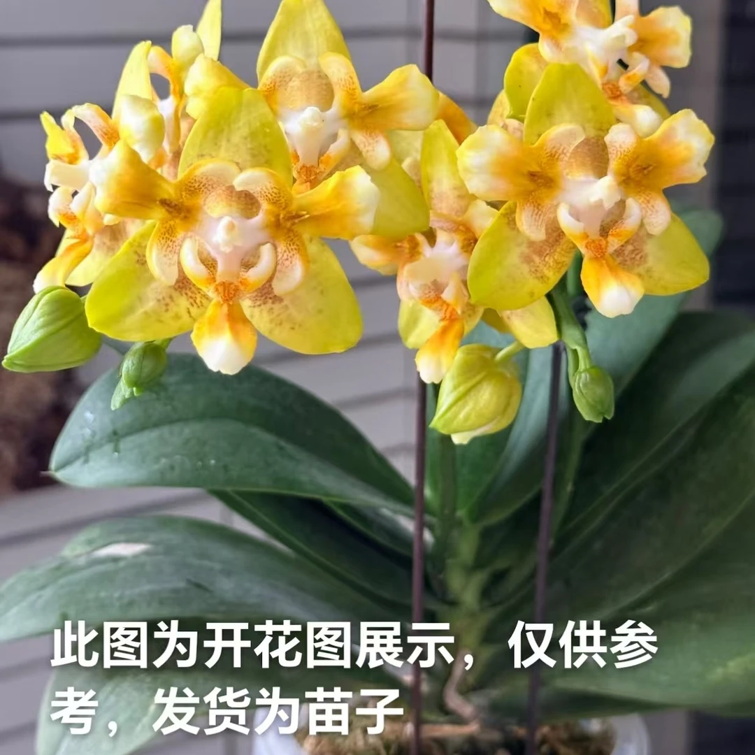 【黄色蝙蝠侠多叶层】蝴蝶兰黄色蝙蝠侠2.5寸爆根未出梗苗子发货