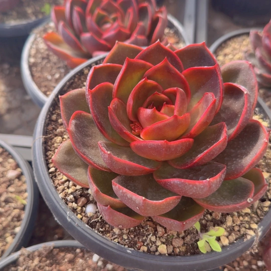 【闪购商品】红灯9.9