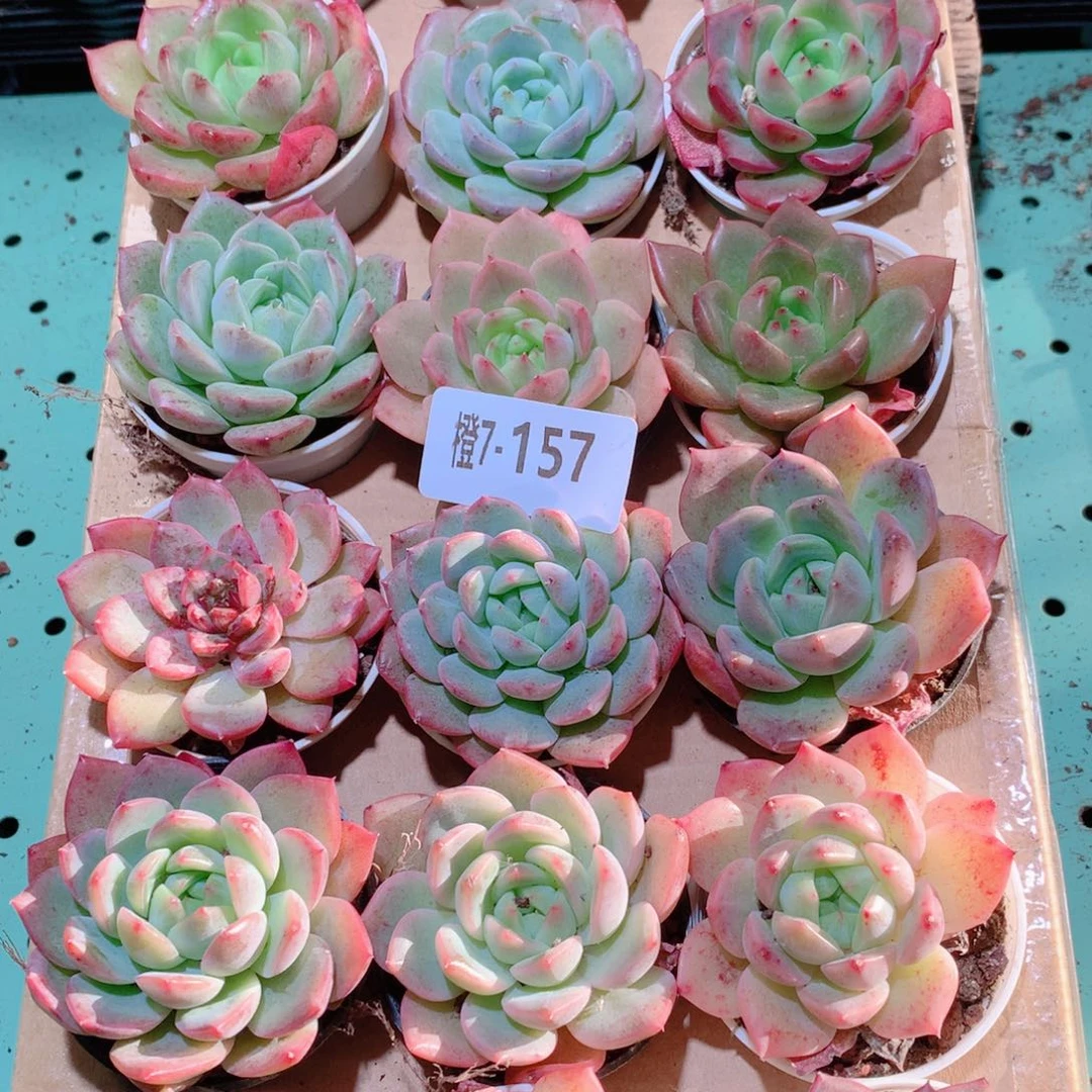 7-157一物一拍多肉带盆18颗