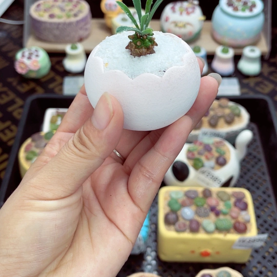 w5002 带盆土发货一物一拍