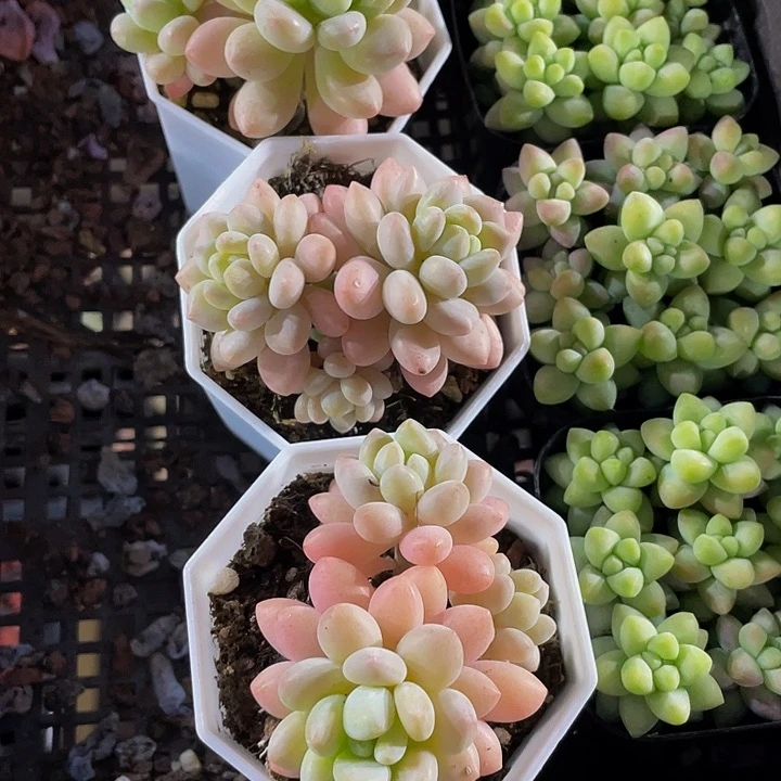 八角盆洛可可群带哦土