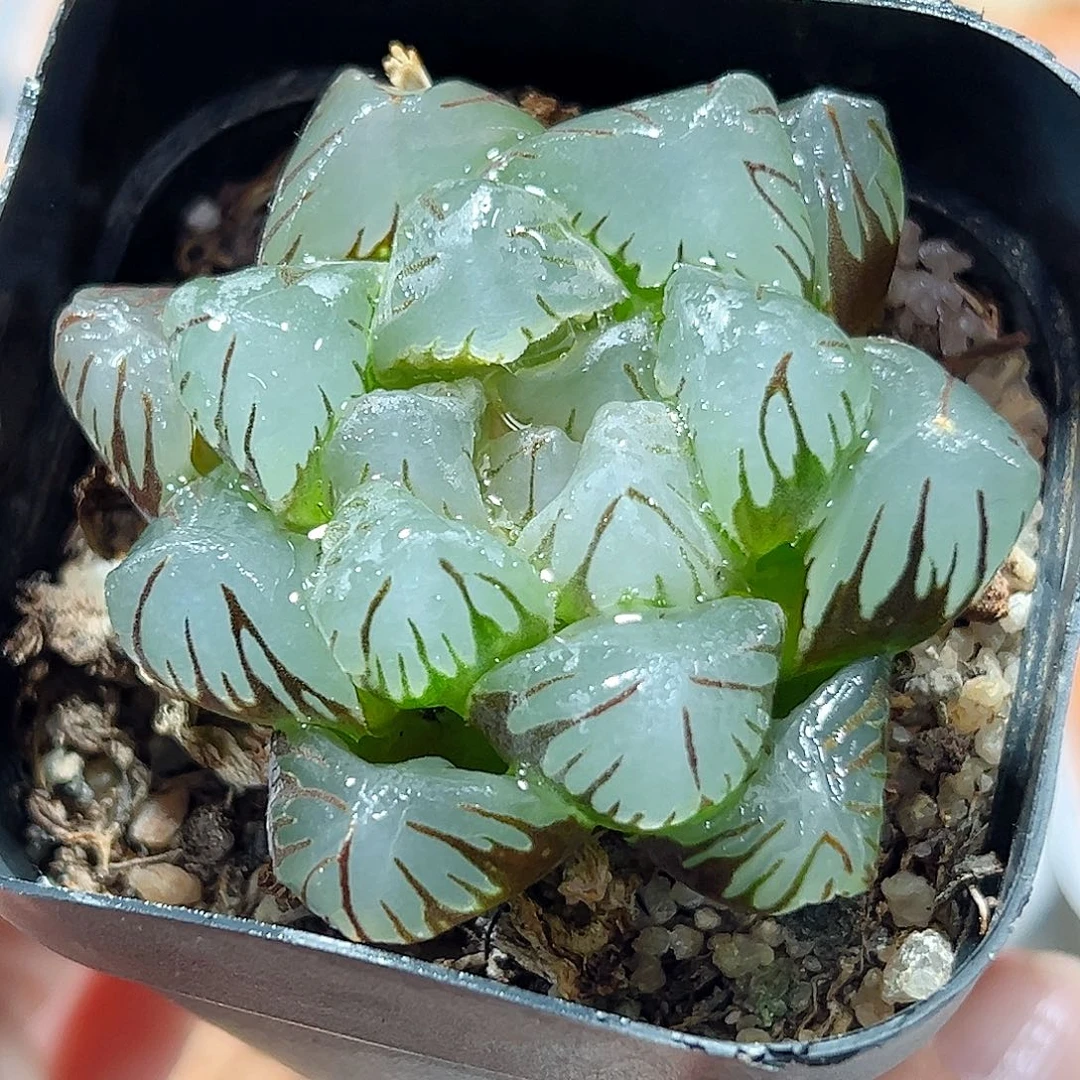 十二卷多肉om 玉露