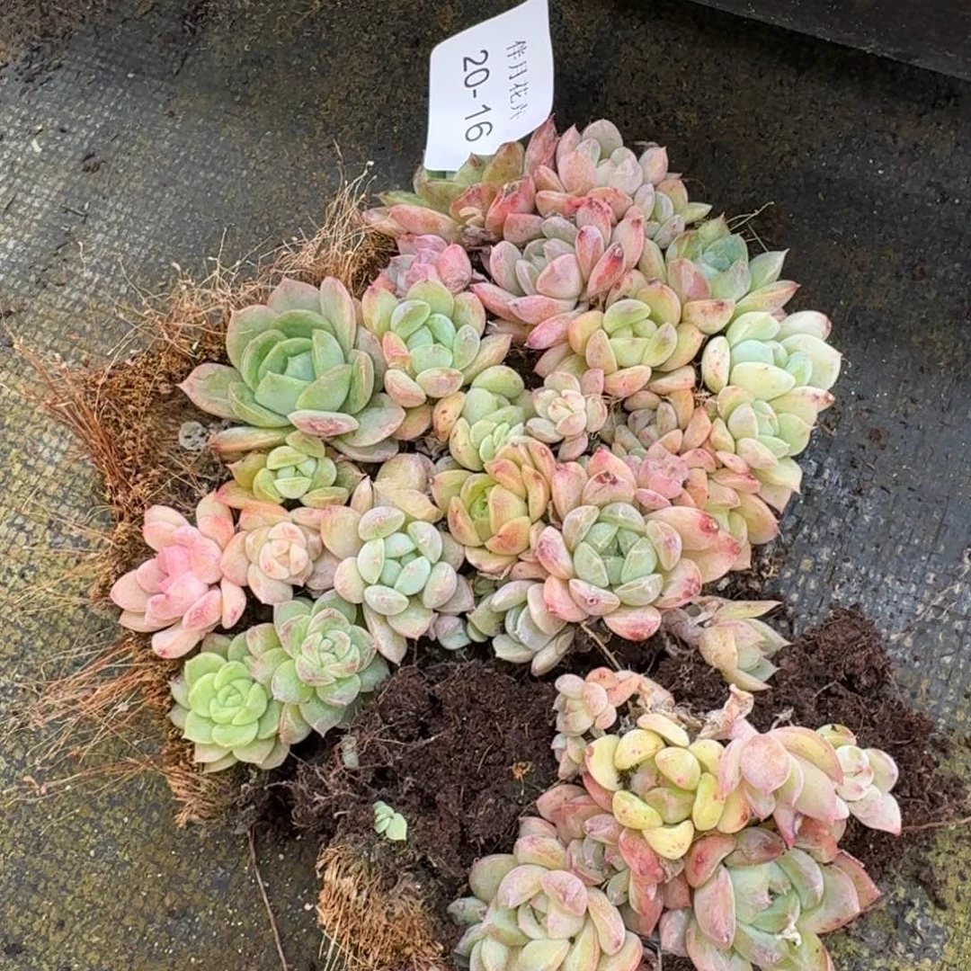 珍妮切糕一块量拍（播种区域）20-16