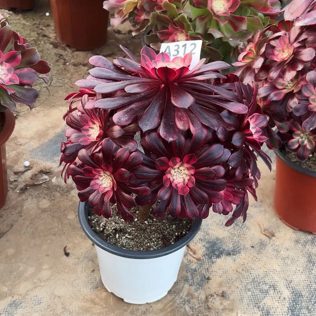 多肉植物黑铜白312多肉