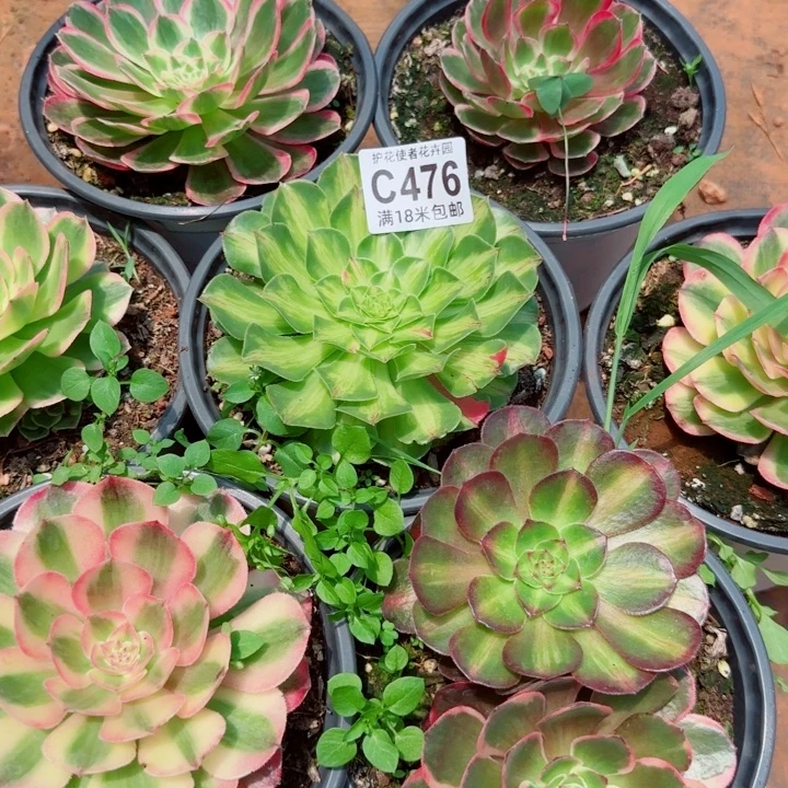 多肉法师淘宝福利