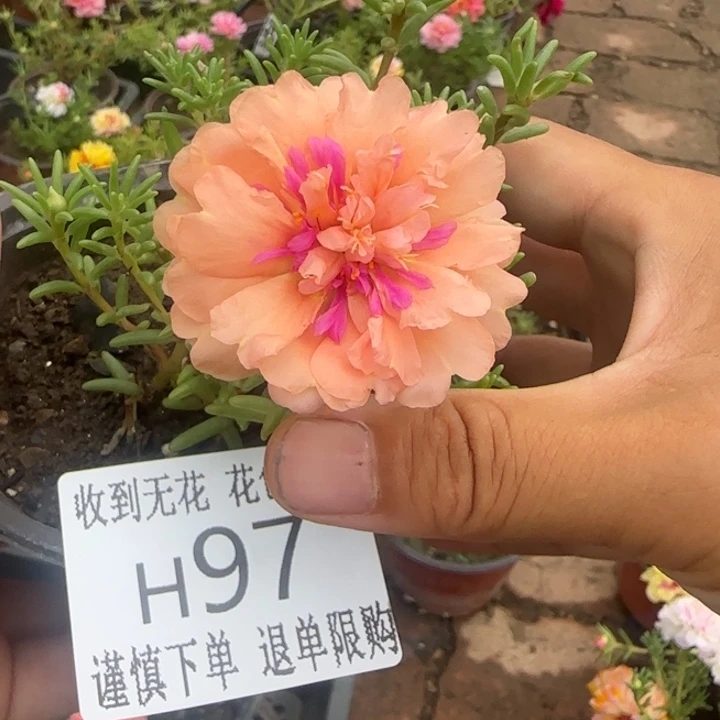 无花朵H097超小苗盆口10cm可能有菜虫