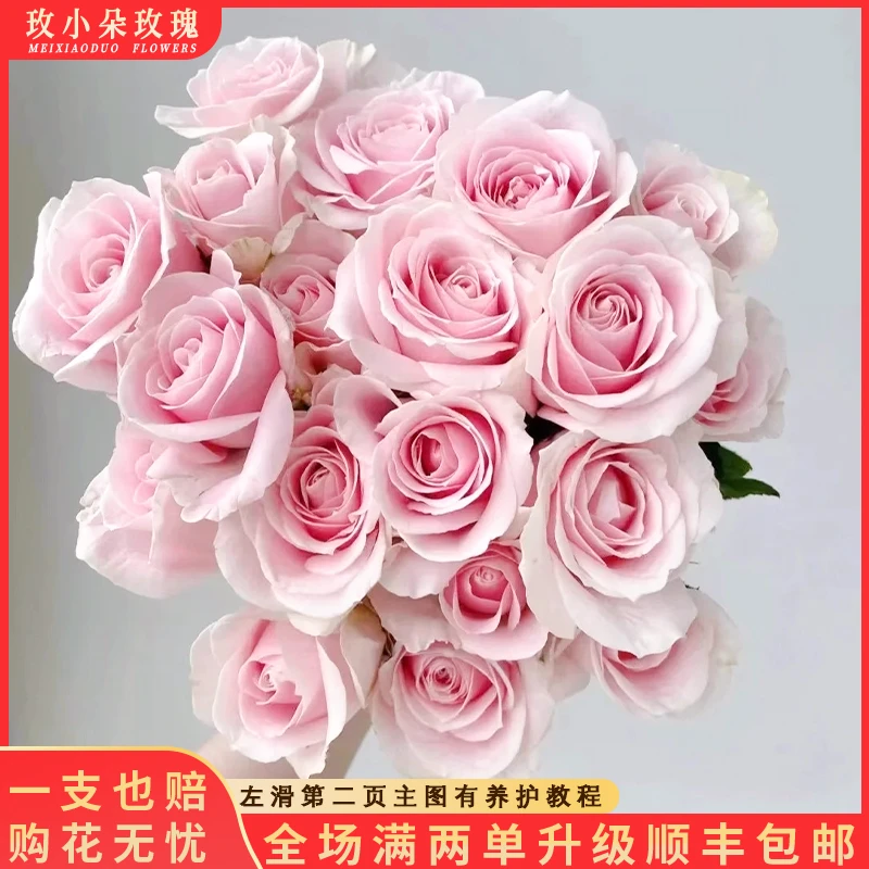 【北方玫小朵玫瑰&粉红雪山】北方玫瑰花期持久 两单顺丰包邮