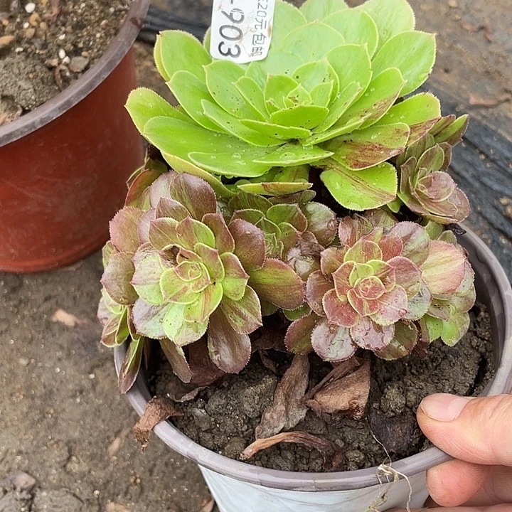 903花月夜多肉植物法师