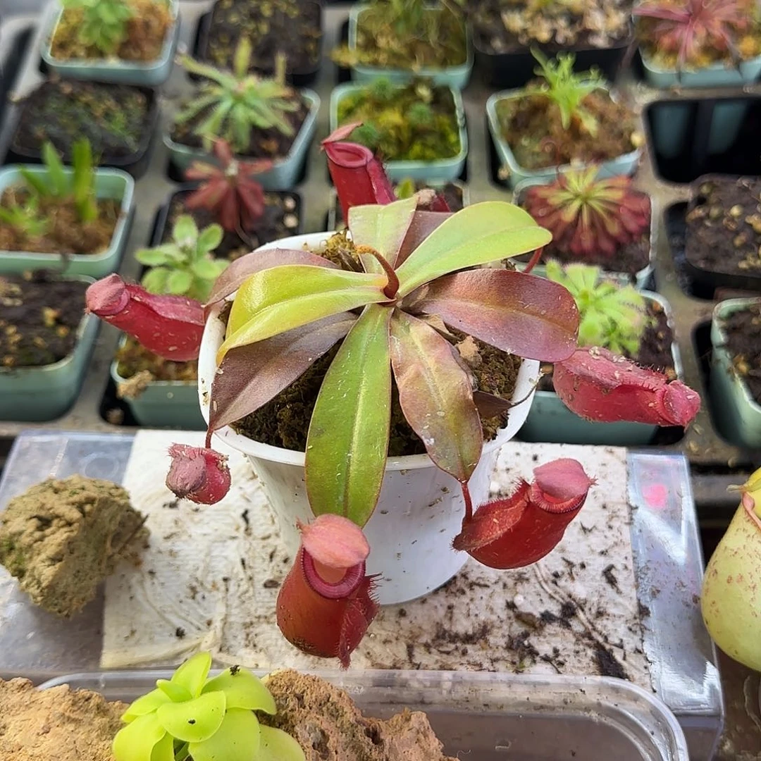 完全开放红玛丽猪笼草