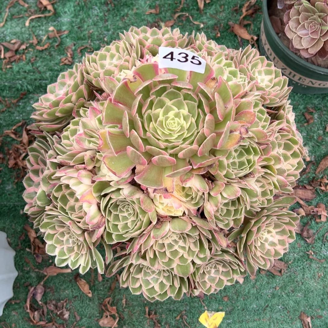 435孔雀翎法师多肉植物