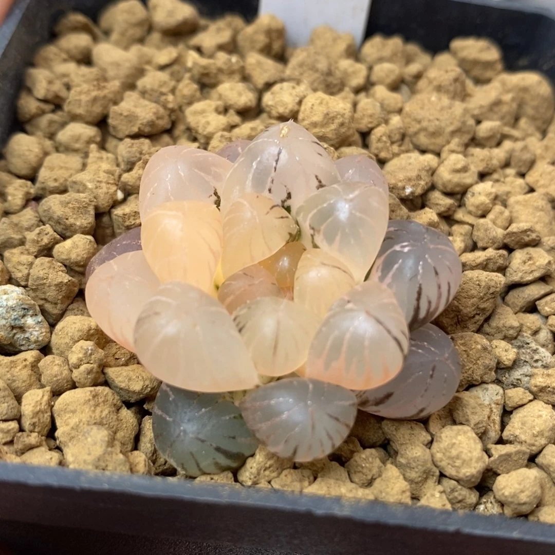 76姬玉露锦一物一拍