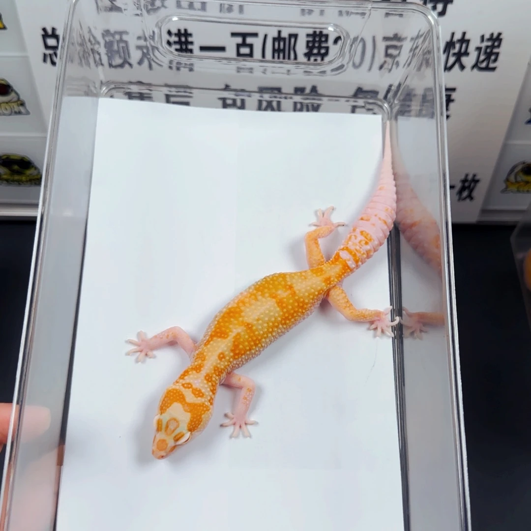 豹纹守宫白黄川普母