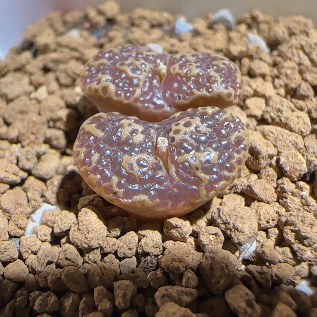 肉锥多肉植物组合-超级泡泡勋1142