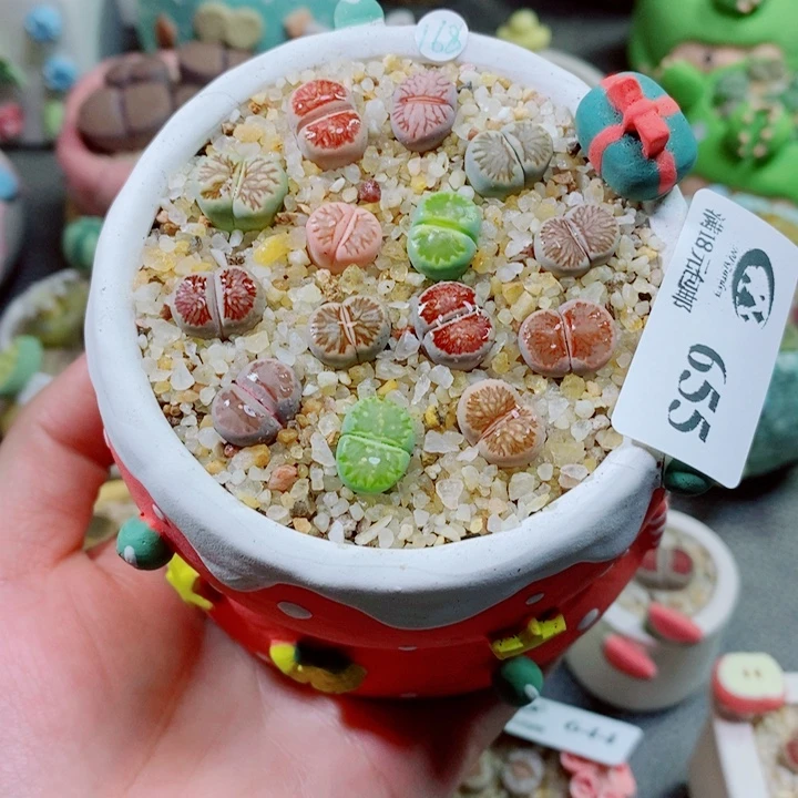 生石花花花花花655