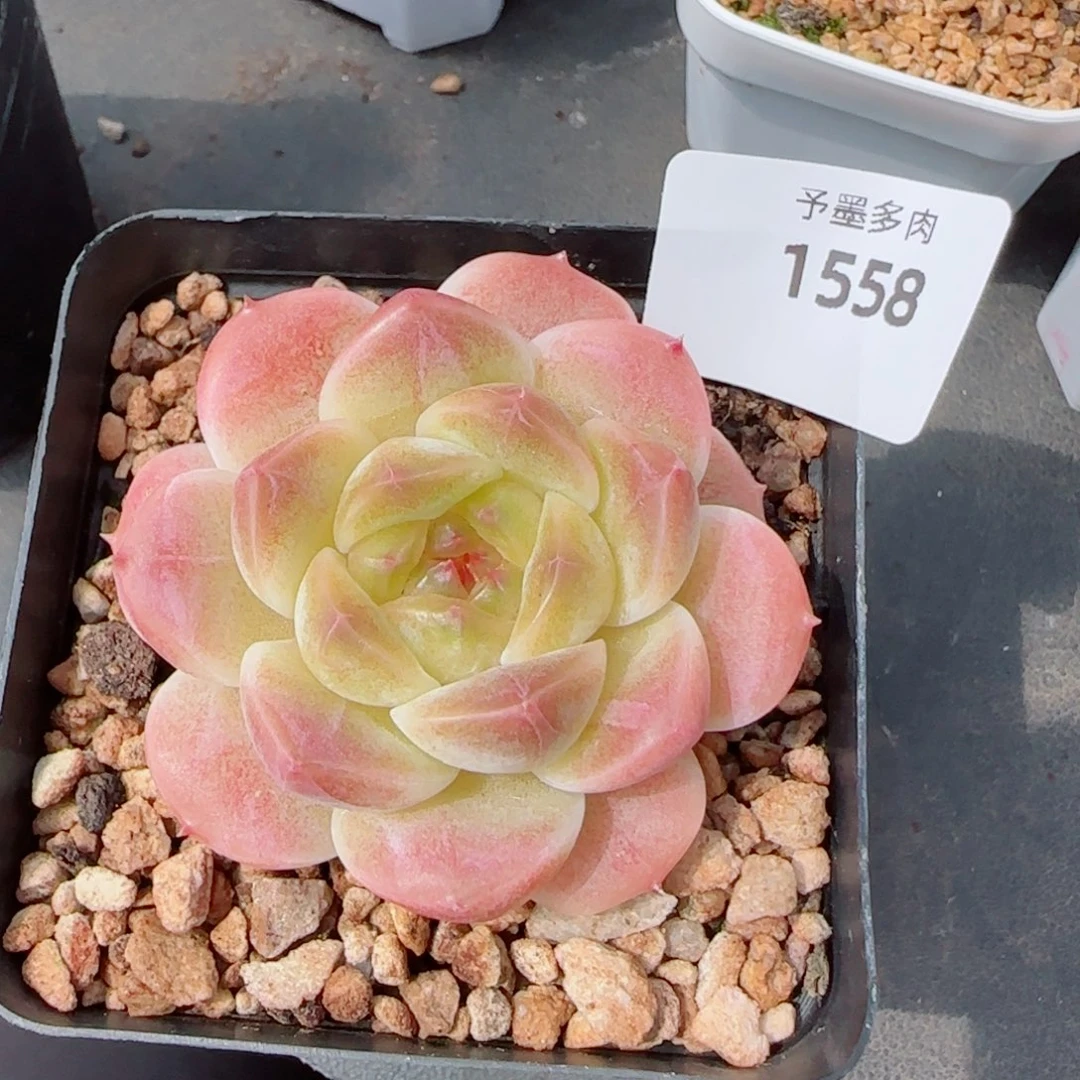 甜橙冰魄，1558多肉植物