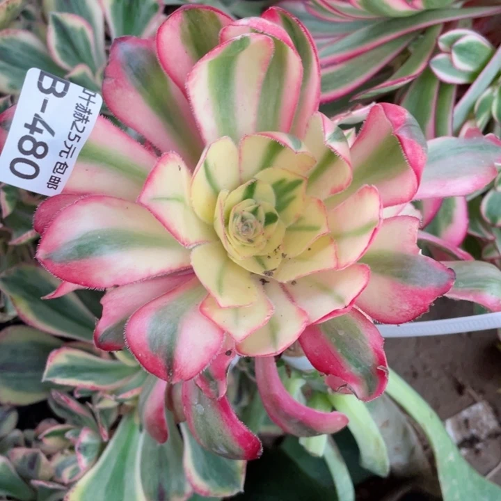 480爱丽嫁接多肉12345678