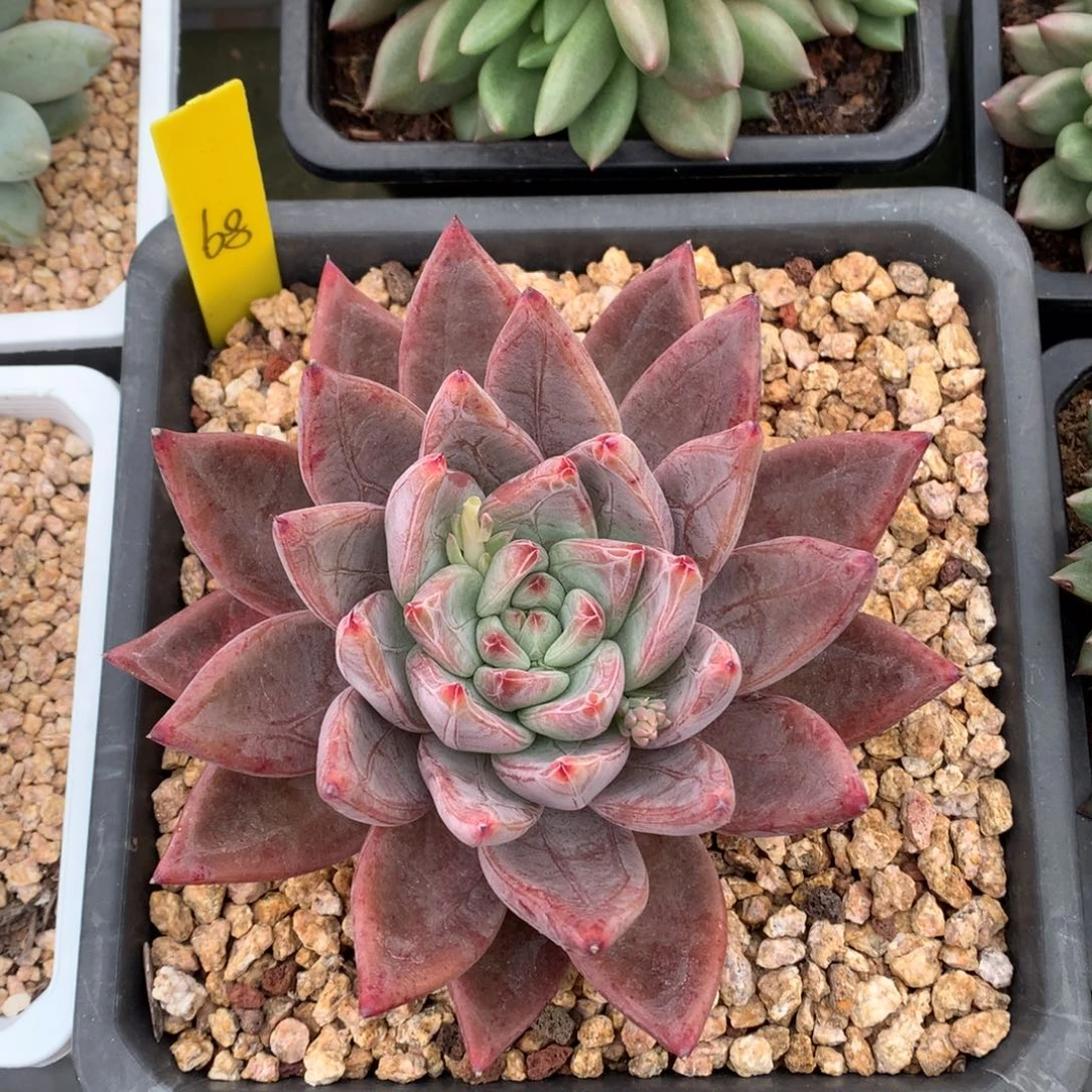 我们家的小姐姐们