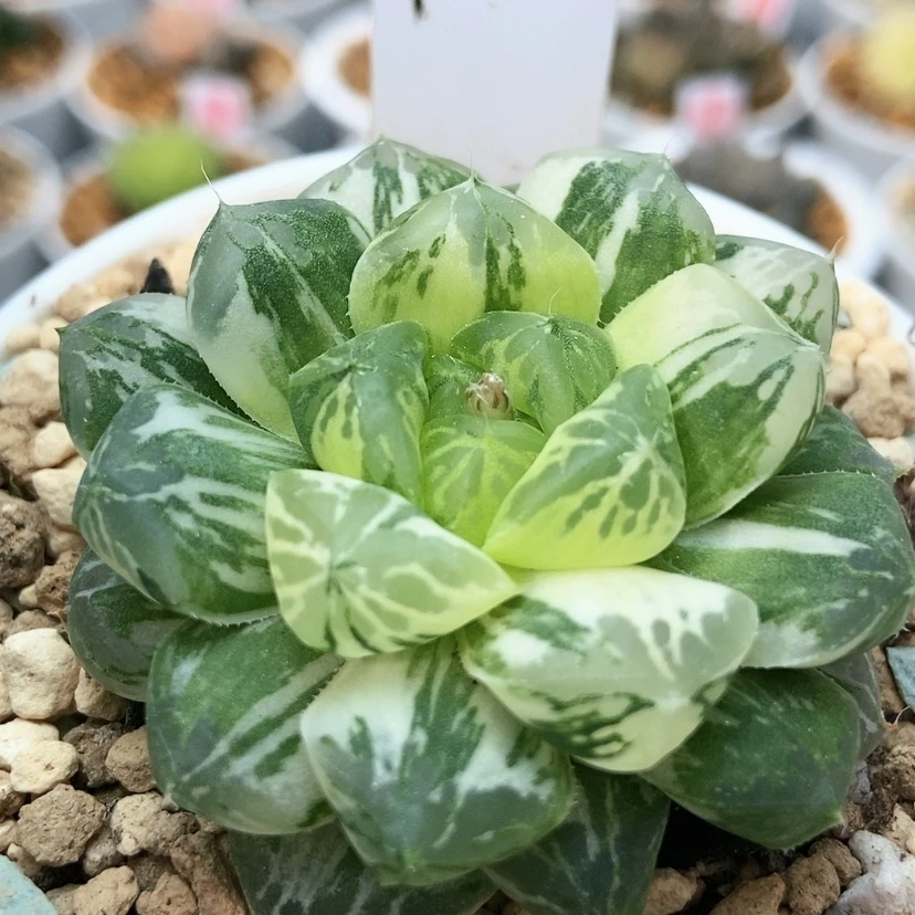 【闪购商品】玛琳86