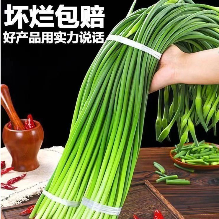【农家自种】5斤装精品蒜苔批发蔬菜蒜苔正宗中枝保鲜蒜苔  博