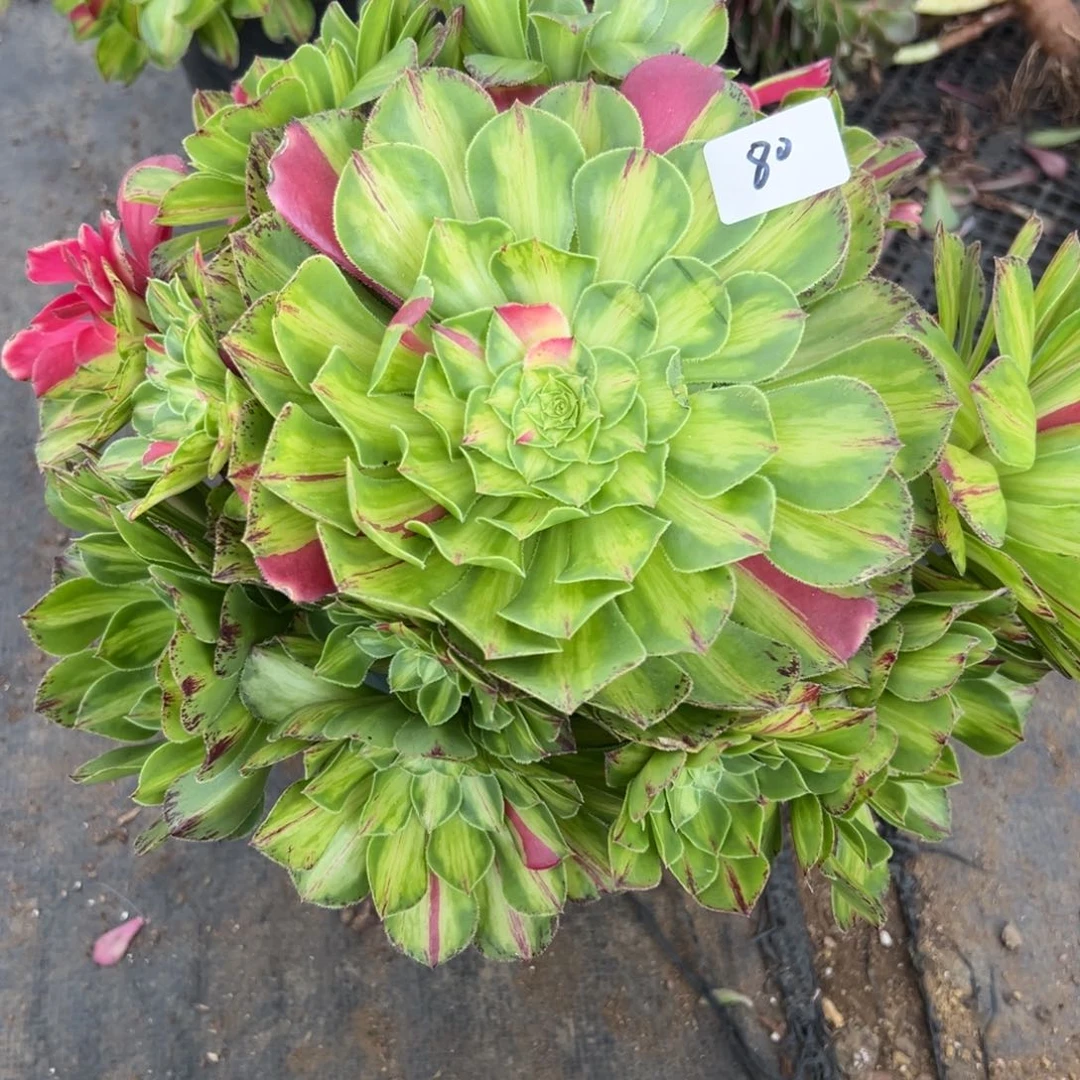 80知否无根多肉植物系
