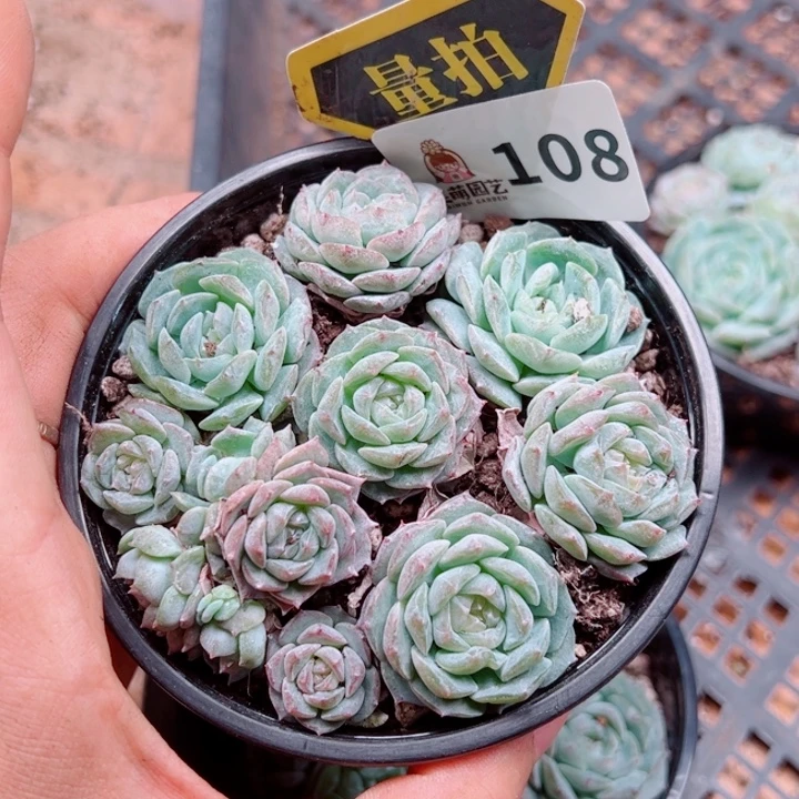 多肉植物多肉植物