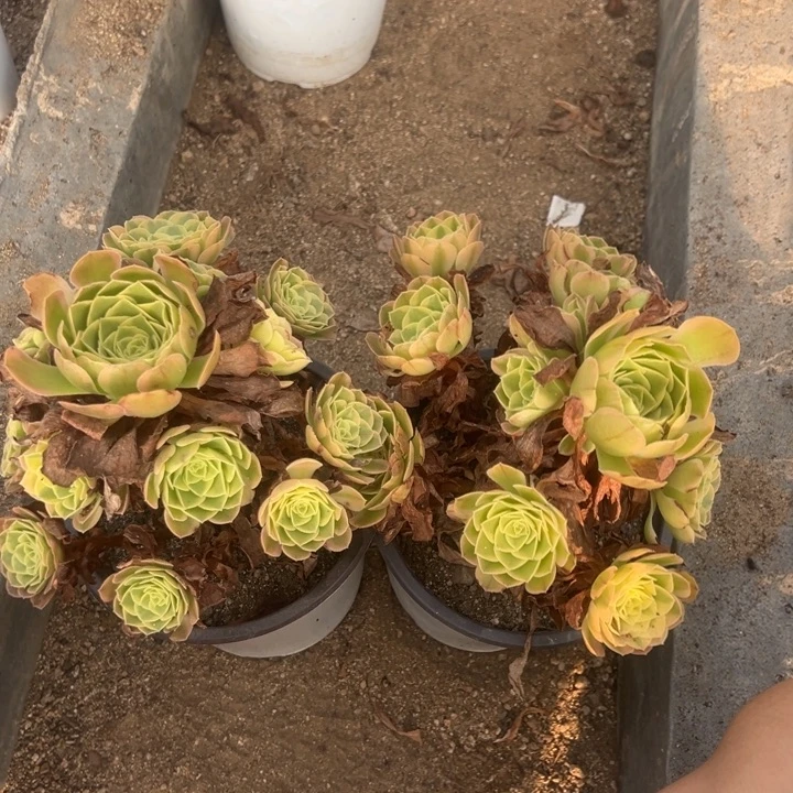 奶白两颗组多肉植物量