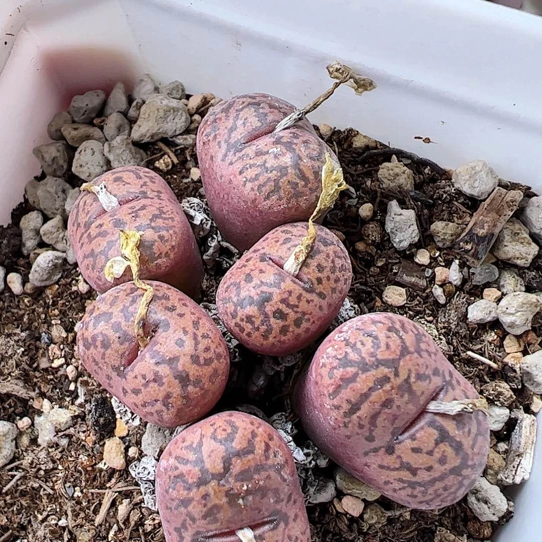 朱雀勋章带盆发…………………？