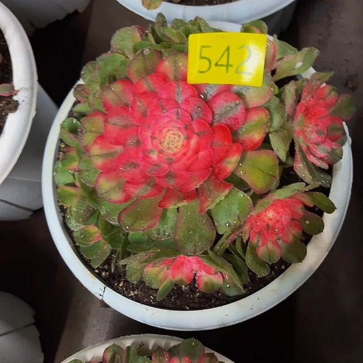 哈哈多肉葡萄福利542