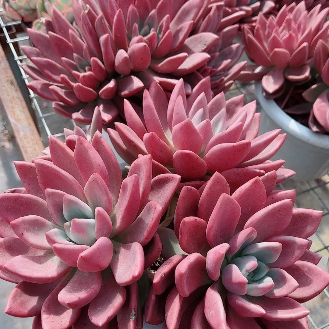 桃花源超级大三大头起发精品