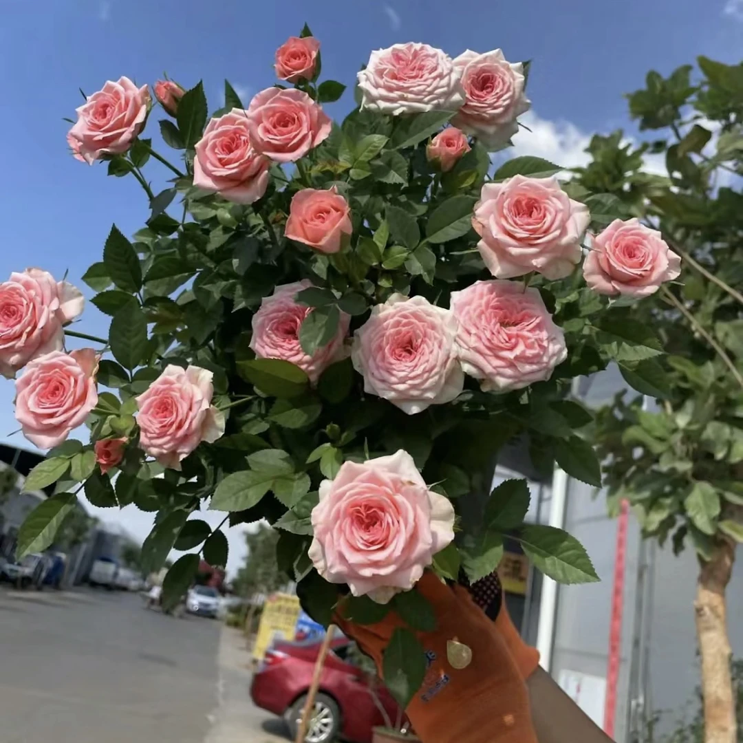 仙度瑞拉——1加仑盆月季 花园楼顶阳台盆栽地栽花卉多年生木本花卉