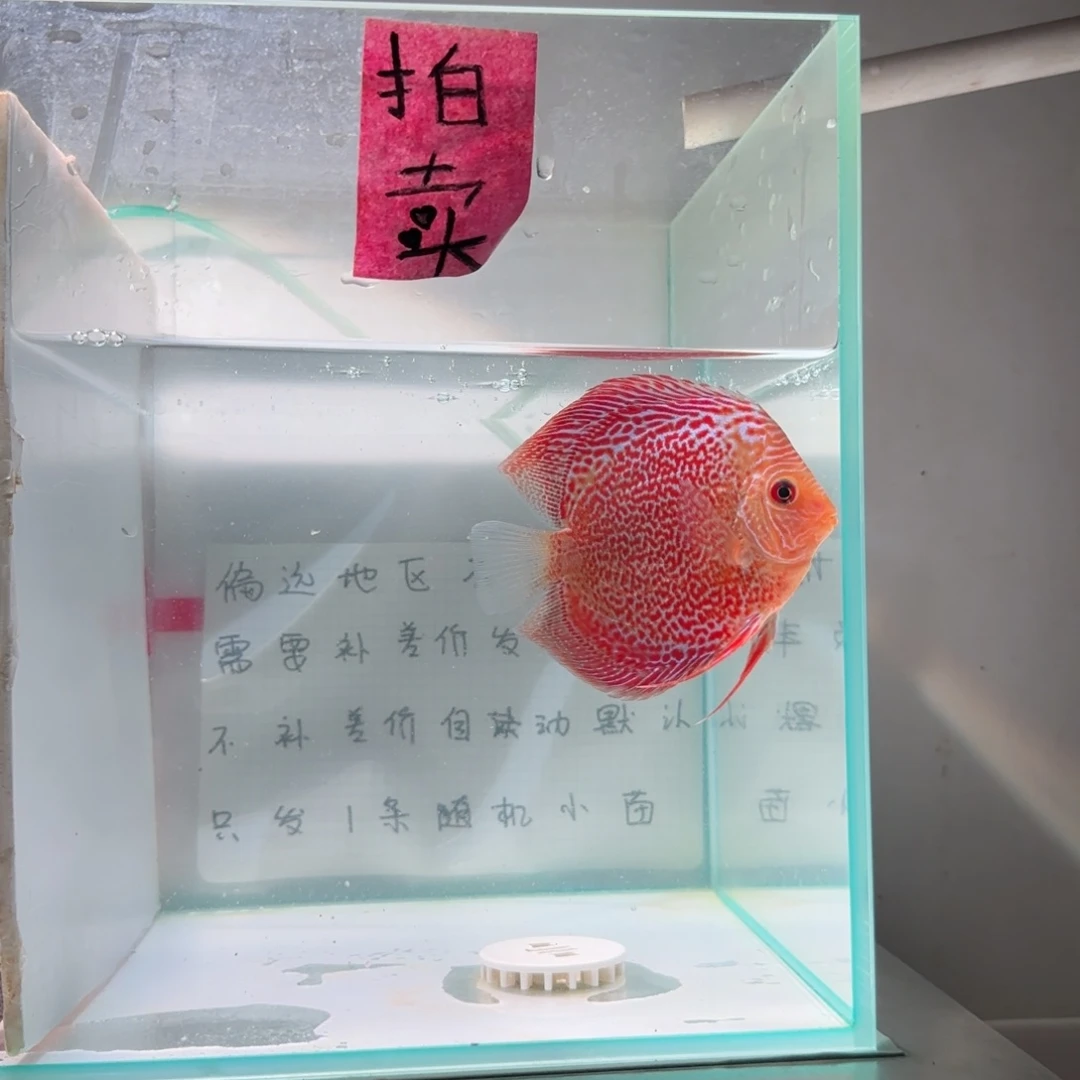 七彩神仙鱼肉身9-8偏远地区不拍