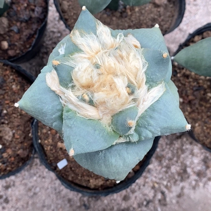 小***施无花朵福利牡丹小施