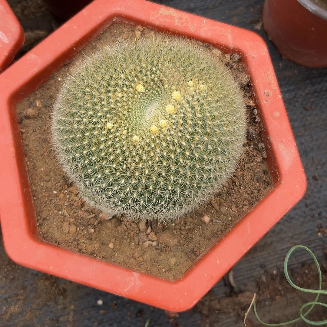 多肉植物绿三光群