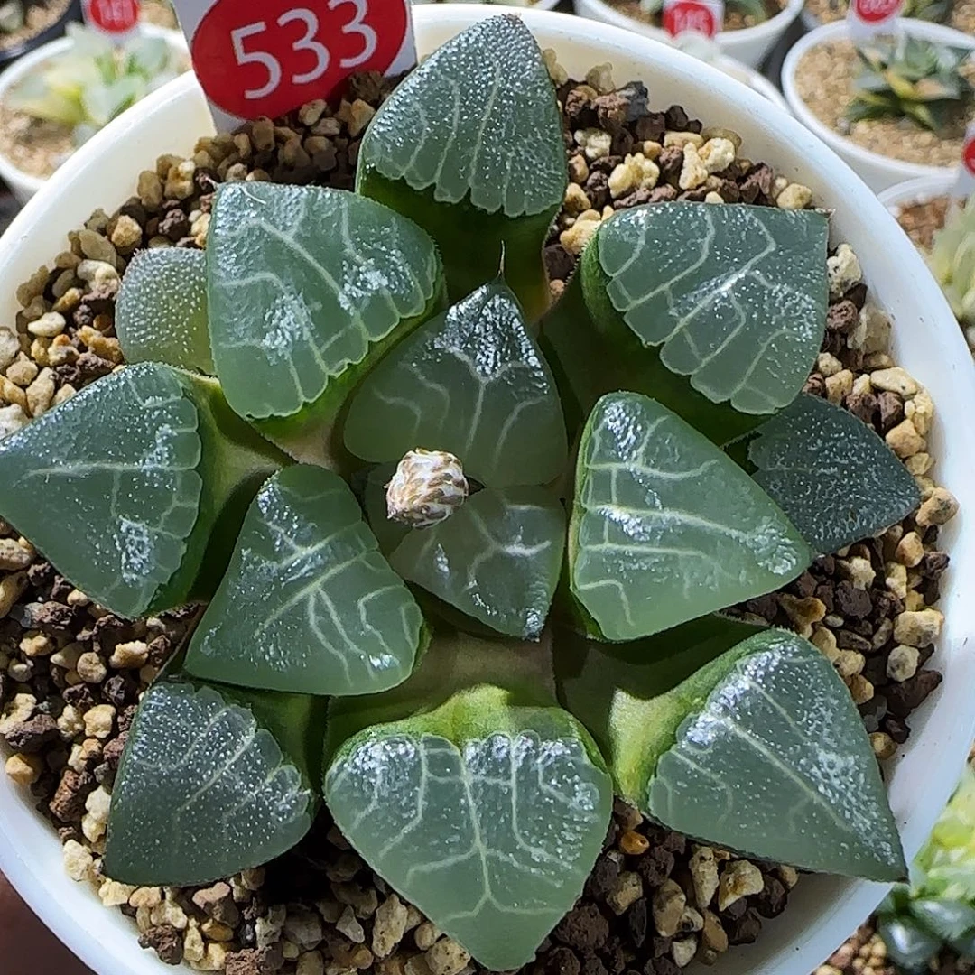 533号实生克一物一拍带盆土