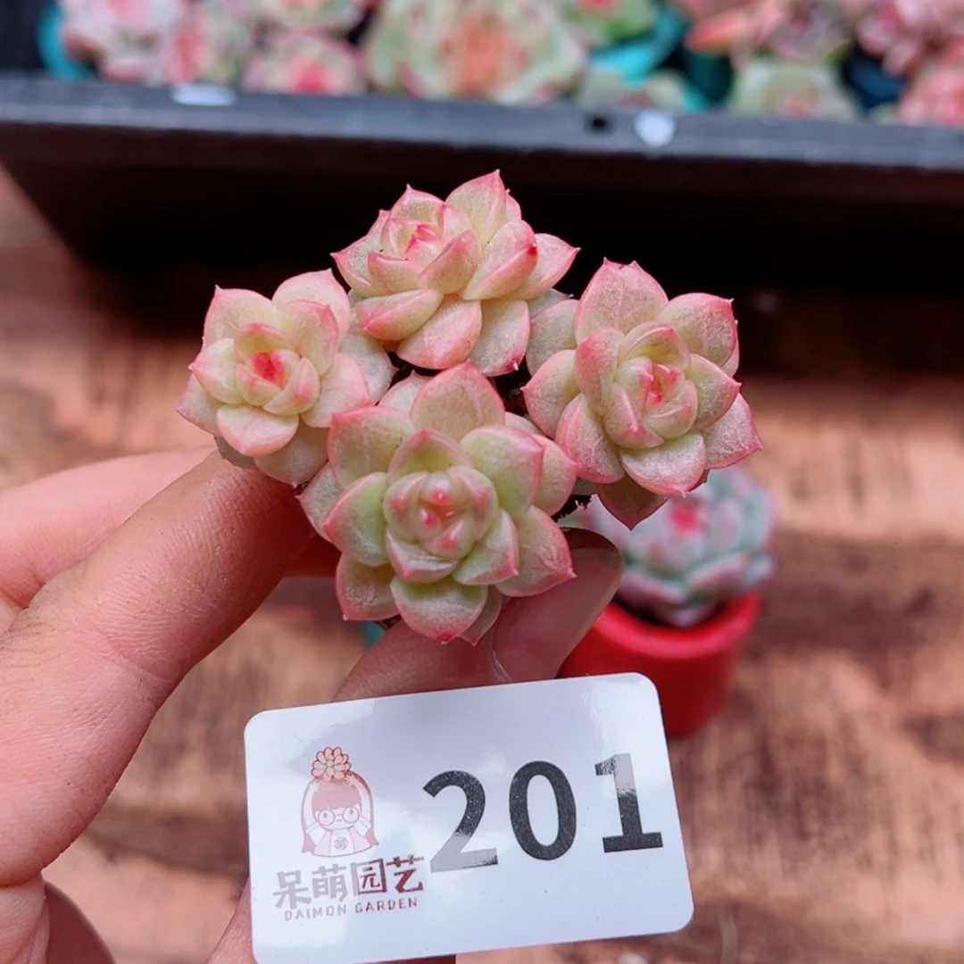 多肉植物多肉植物