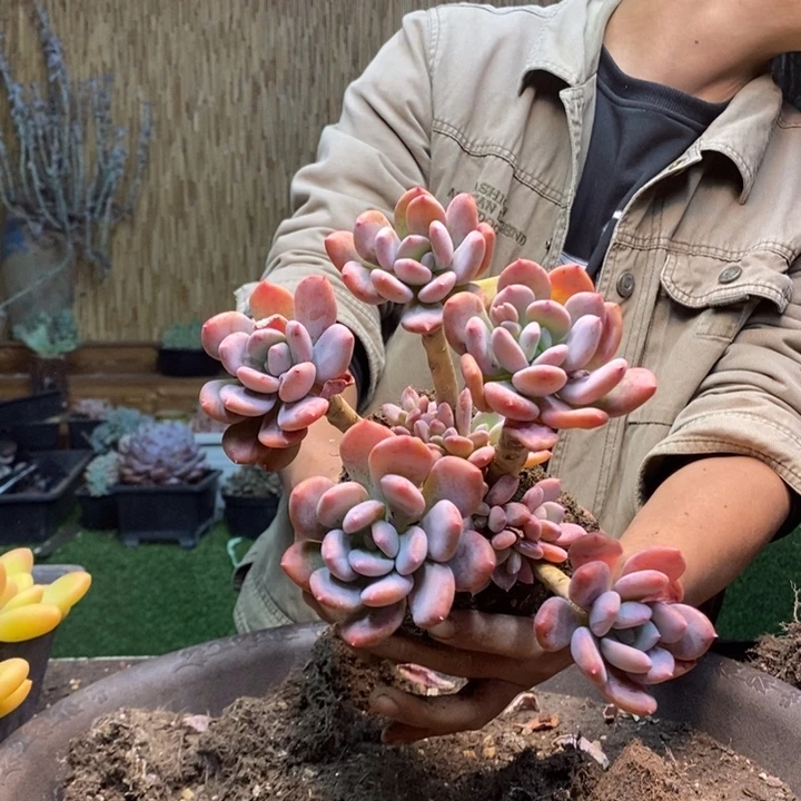 a***颜121号灰姑娘多肉植物