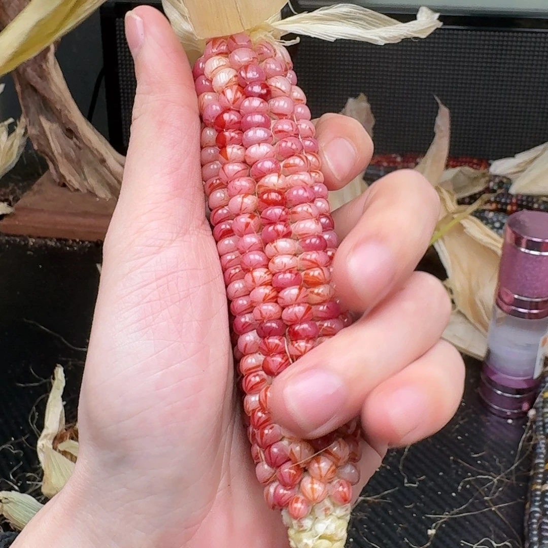 柏香籽/百香籽吊坠M*