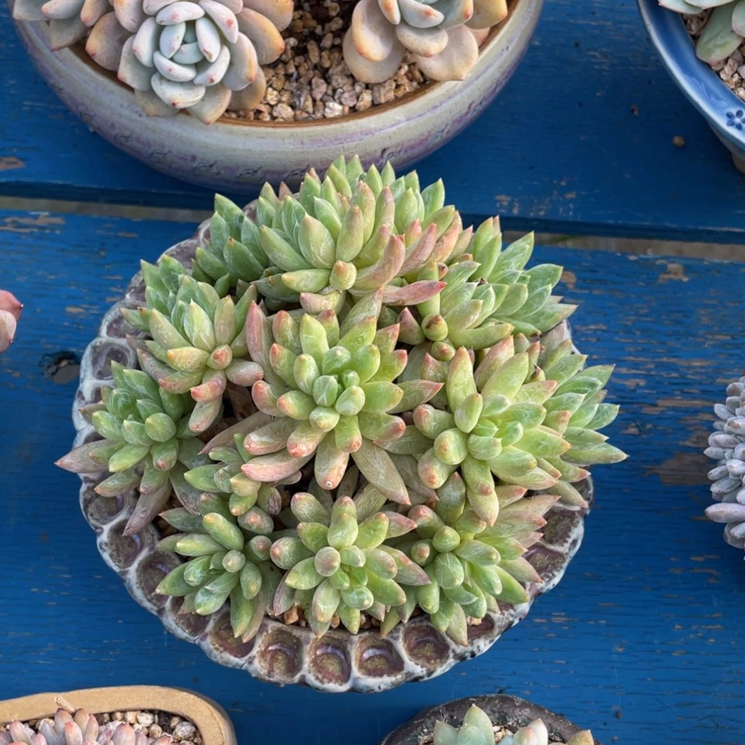 豆总多肉炫彩星群