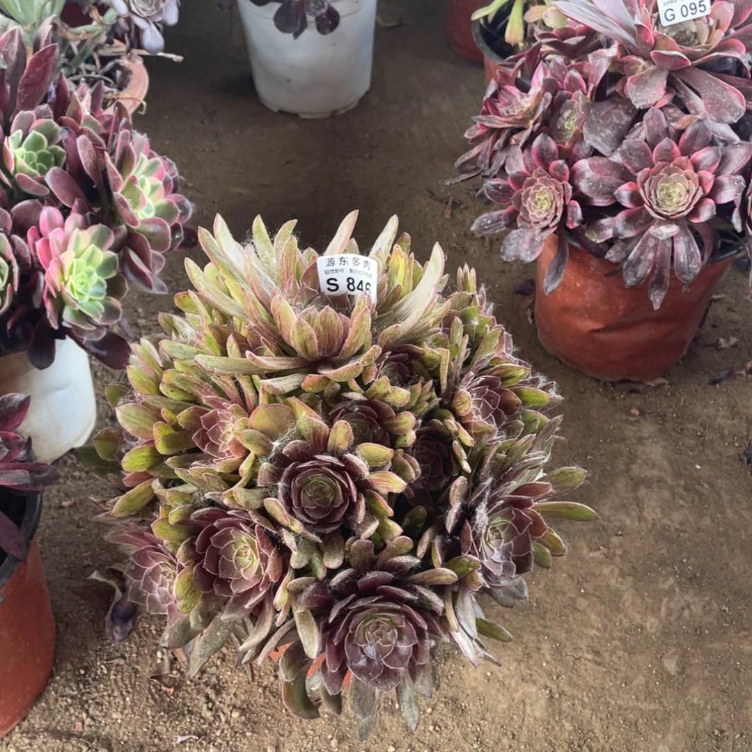 846半夏多肉法师断枝不包