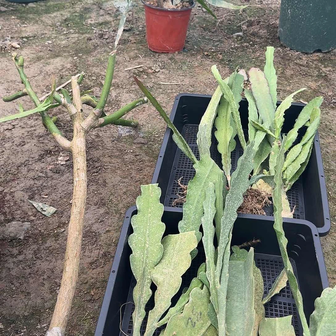 华***华令箭荷花哈哈哈哈哈哈哈哈哈