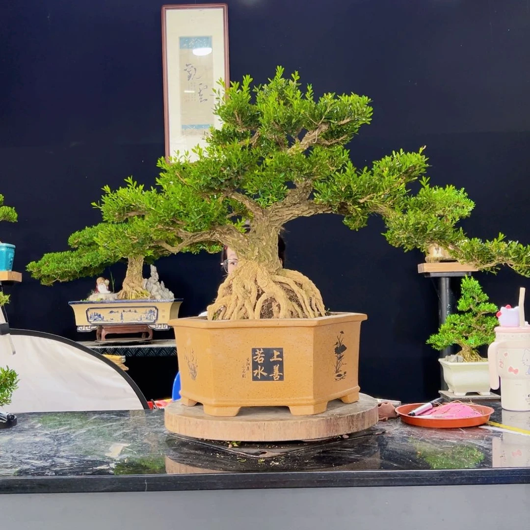 无花朵黄杨盆景四季常青