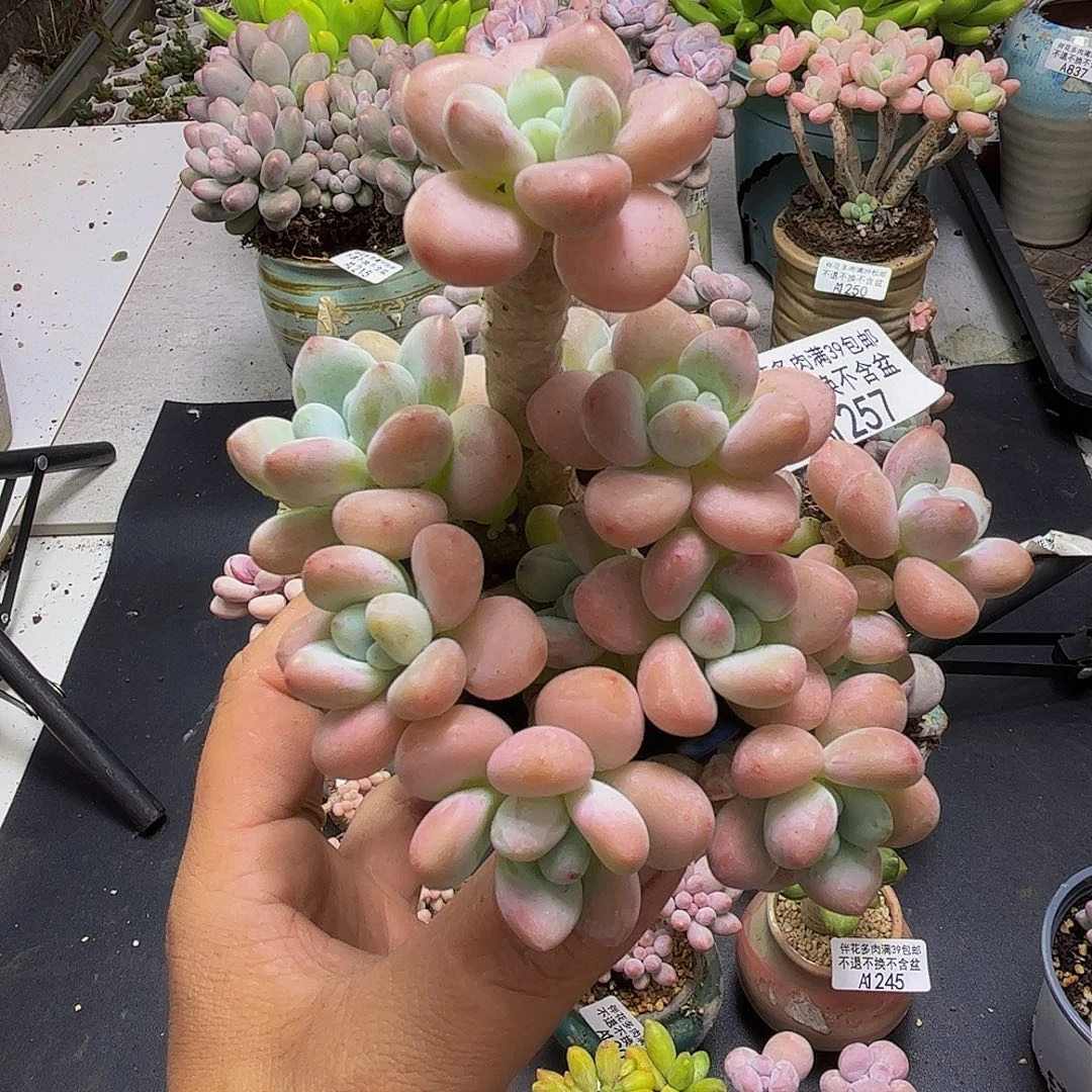 花朵洛神257/9cm多肉